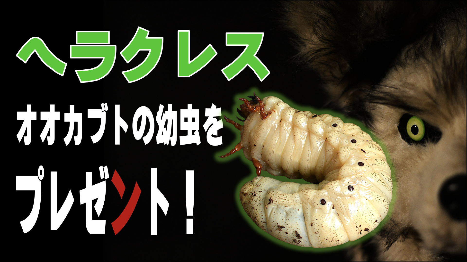 日本オオカミカミ ヘラクレスオオカブトの幼虫をプレゼントしてみた 遊びの社
