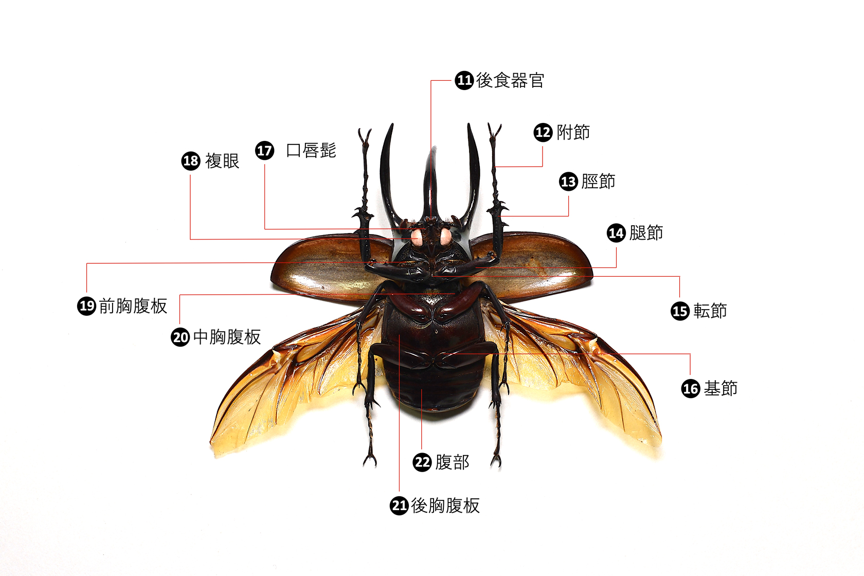 甲虫 カブトムシ の体の名前 各部名称 遊びの社